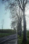 RWT 0271 316-11 France Plane Trees N Hwy.jpg (830132 bytes)