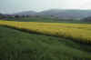RWT 0275 318-28 France Yellow Fields.jpg (748520 bytes)
