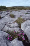 RWT 0323 342-18 Ireland.jpg (880672 bytes)
