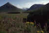 RWT 0345 354-08 UK Scotland Highlands Flowers.jpg (690250 bytes)
