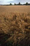 RWT 0363 370-19 Norway Oats.jpg (894686 bytes)