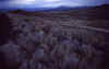 2001-04 Utah Trip 005 Sagebrush N Nevada.jpg (137695 bytes)