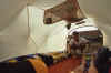 WT 0039 T05-31 Hawaii Inside Tent.jpg (105791 bytes)
