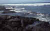 WT 0053 T07-12 Hawaii.jpg (170244 bytes)