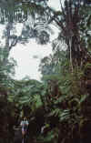 WT 0067 001-09 Hawaii Jungle.jpg (206970 bytes)