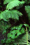 WT 0069 001-19 Hawaii.jpg (227288 bytes)