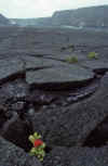 WT 0072 001-25 Hawaii Crater Blossom.jpg (203254 bytes)