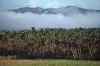 WT 0100 006-08 Fiji.jpg (166624 bytes)