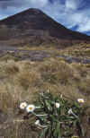WT 0200 024-38 New Zealand.jpg (232681 bytes)