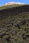 WT 0200 039-28 New Zealand.jpg (232961 bytes)