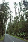 WT 0200 044-24 New Zealand.jpg (229086 bytes)