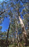 WT 0400 065-04 Australia.jpg (322443 bytes)