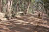 WT 0400 083-24 Australia.jpg (302724 bytes)