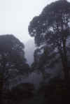 WT 0400 088-22 Australia.jpg (96784 bytes)
