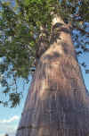 WT 0400 096-37 Australia.jpg (290187 bytes)