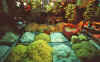 WT 0600 105a29 e001 Singapore Market Scene.jpg (204218 bytes)