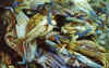 WT 0600 105a35 e001 Singapore Market Scene.jpg (168815 bytes)