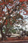 WT 0800 127-14 Thailand.jpg (317606 bytes)