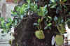 WT 0800 129-07 Thailand Jack Fruit Tree.jpg (183554 bytes)