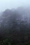 WT 0800 130-12 Thailand.jpg (83380 bytes)
