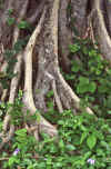 WT 0800 133-16 Thailand.jpg (214118 bytes)