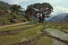 WT 1000 144-20 Nepal.jpg (207060 bytes)