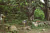 WT 1000 144-38 Nepal.jpg (217790 bytes)