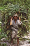 WT 1000 152-28 Nepal.jpg (264720 bytes)