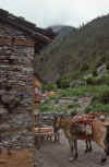 WT 1000 158-06 Nepal.jpg (174229 bytes)