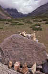WT 1000 171-22 Nepal.jpg (195495 bytes)