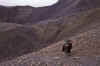 WT 1000 175-18 Nepal.jpg (241508 bytes)