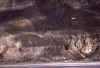 WT 1000 186-36 Nepal.jpg (211557 bytes)