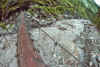 WT 1000 190-03 Nepal.jpg (269804 bytes)
