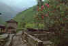 WT 1000 190-21 Nepal.jpg (193125 bytes)