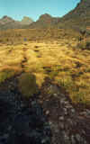 WT 0595 Kenya Mt Kenya trail.jpg (433275 bytes)