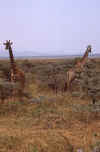 WT 1400 193-12 Kenya.jpg (198465 bytes)