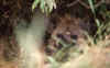 WT 1400 196-36 Kenya.jpg (110478 bytes)