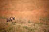 WT 1400 198-20 Kenya.jpg (169422 bytes)