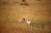 WT 1400 198-32 Kenya.jpg (156492 bytes)