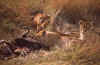 WT 1400 199-29 Kenya.jpg (186259 bytes)