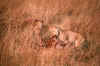 WT 1400 199-34 Kenya.jpg (198679 bytes)
