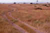 WT 1400 199-37 Kenya.jpg (206064 bytes)