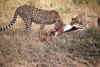 WT 1400 200-17 Kenya.jpg (213478 bytes)