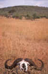 WT 1400 203-03 Kenya.jpg (140858 bytes)