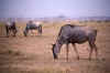 WT 1400 208-25 Kenya.jpg (165464 bytes)
