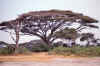 WT 1400 209-17 Kenya.jpg (202158 bytes)