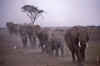 WT 1400 210-11 Kenya.jpg (103784 bytes)