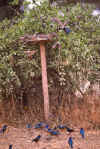 WT 1400 210-33 Kenya Splendid Starlings.jpg (286279 bytes)