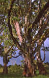 WT 1400 213-15 Kenya.jpg (253507 bytes)