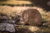 WT 1400 216-08 Kenya.jpg (164861 bytes)